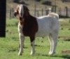 1X BOERGOAT RAM GH MULLER & SEUNS