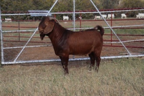 1X BOERGOAT RAM GH MULLER & SEUNS