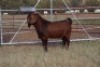 1X BOERGOAT RAM GH MULLER & SEUNS