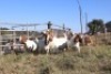 7X BOERGOAT EWE GH MULLER & SEUNS