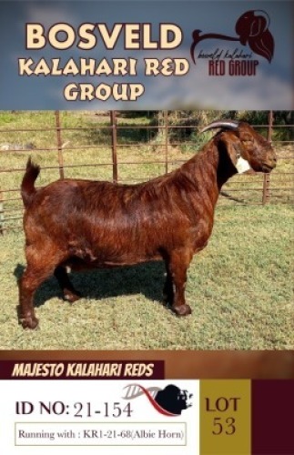 1X KALAHARI REDS STUD DOE MAJESTO