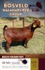 1X KALAHARI REDS STUD DOE MAJESTO