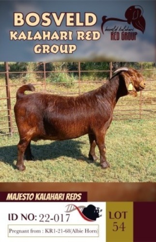 1X KALAHARI REDS FLOCK ON TEATS DOE MAJESTO
