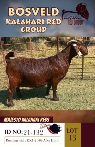 1X KALAHARI REDS STUD DOE MAJESTO