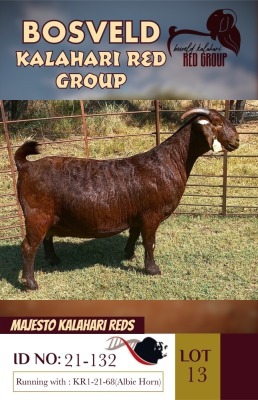 1X KALAHARI REDS STUD DOE MAJESTO