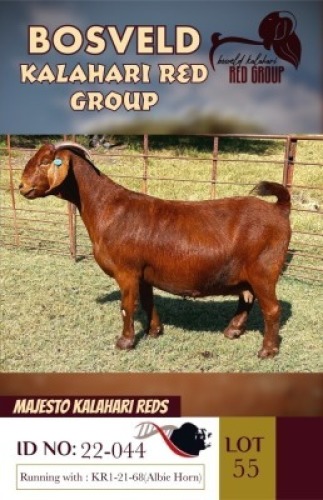 1X KALAHARI REDS FLOCK ON TEATS DOE MAJESTO
