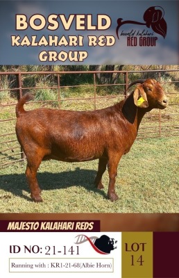 1X KALAHARI REDS STUD DOE MAJESTO