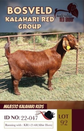 1X KALAHARI REDS STUD DOE MAJESTO