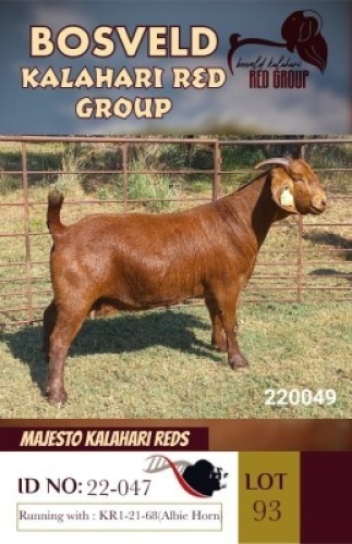 1X KALAHARI REDS STUD DOE MAJESTO