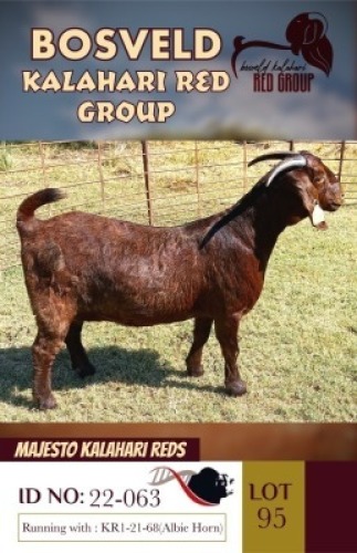 1X KALAHARI REDS STUD DOE MAJESTO