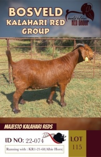 1X KALAHARI REDS FLOCK DOE MAJESTO