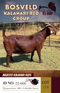 1X KALAHARI REDS STUD DOE MAJESTO