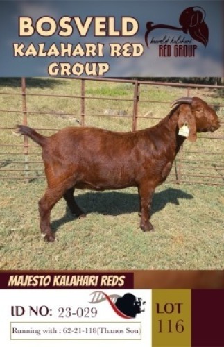1X KALAHARI REDS FLOCK ON TEATS DOE MAJESTO