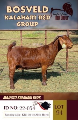 1X KALAHARI REDS STUD DOE MAJESTO