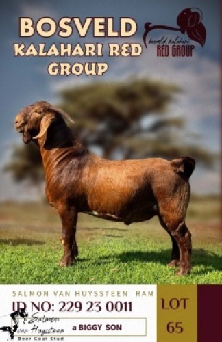 1X KALAHARI REDS FLOCK BUCK SALMON VAN HUYSSTEEN