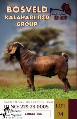 1X KALAHARI REDS STUD BUCK SALMON VAN HUYSSTEEN