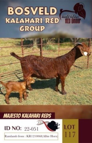 1X KALAHARI REDS STUD DOE MAJESTO