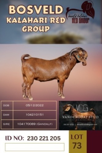 WITHDRAWN - 1X KALAHARI REDS BUCK VANDERGOAT