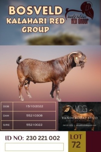WITHDRAWN - 1X KALAHARI REDS BUCK VANDERGOAT