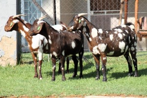 3X CAPE LOB EAR FEMALE WILMEG IVG STUD / WILLEM VAN HEERDEN