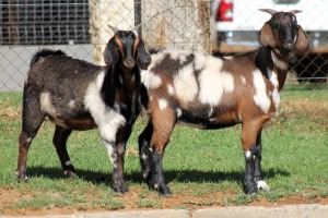 2X CAPE LOB EAR FEMALE WILMEG IVG STUD / WILLEM VAN HEERDEN