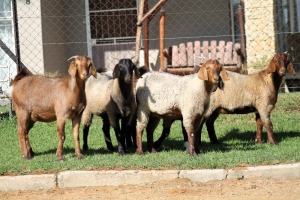 5X CAPE LOB EAR FEMALE WILMEG IVG STUD / WILLEM VAN HEERDEN