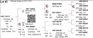 LOT 43 - HOT 170117 - PREGNANT COWS