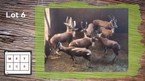 7X BLESBOKKE M:8 (Per Piece to take the lot/Per stuk om lot te neem)