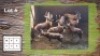 7X BLESBOKKE M:8 (Per Piece to take the lot/Per stuk om lot te neem)