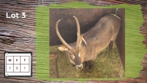 1X WATERBOK M:1