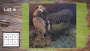 2X ZEBRA'S M:1 V/F:1 (Per Piece to take the lot/Per stuk om lot te neem)