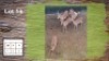 6X ROOIBOKKE M:1 V/F:5 (Per Piece to take the lot/Per stuk om lot te neem)