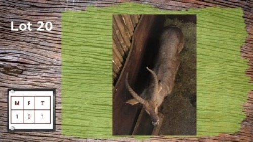 1X WATERBOK M:1