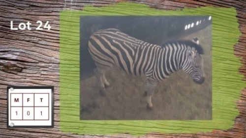 1X ZEBRA M:1