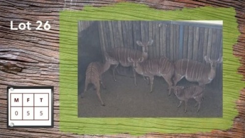 4+1X NJALA'S V/F:4+1 (Per Piece to take the lot/Per stuk om lot te neem)