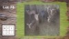 7X ROOIBOKKE M:1 V/F:6 (Per Piece to take the lot/Per stuk om lot te neem)