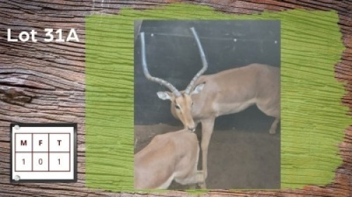 1X ROOIBOK M:1