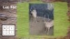 2X SWART ROOIBOKKE M:2 (Per Piece to take the lot/Per stuk om lot te neem) - 2
