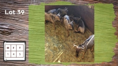 6X BLOUWILDEBEESTE M:1 V/F:5 (Per Piece to take the lot/Per stuk om lot te neem)