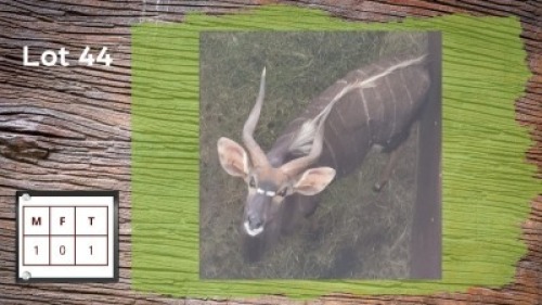 1X NJALA M:1