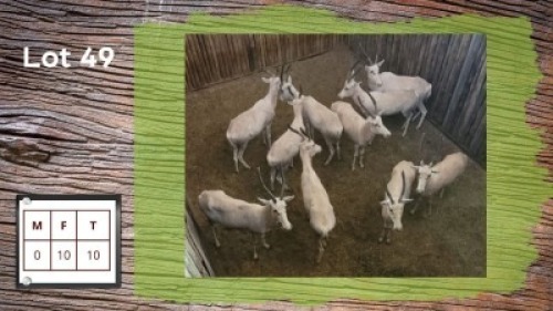 10X WIT BLESBOKKE V/F:10 (Per Piece to take the lot/Per stuk om lot te neem)
