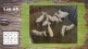 10X WIT BLESBOKKE V/F:10 (Per Piece to take the lot/Per stuk om lot te neem)