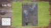 2X BLOUWILDEBEESTE M:2 (Per Piece to take the lot/Per stuk om lot te neem)