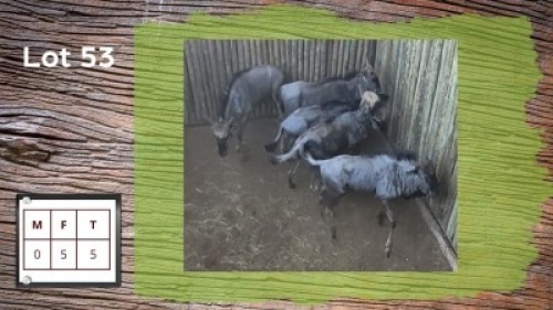 5X BLOUWILDEBEESTE V/F:5 (Per Piece to take the lot/Per stuk om lot te neem)