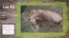 1X GOUE WILDEBEES M:1