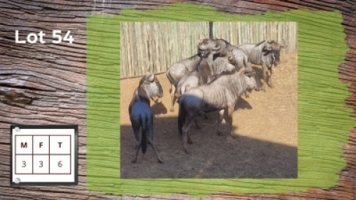 6X BLOUWILDEBEESTE M:3 V/F:3 (Per Piece to take the lot/Per stuk om lot te neem)