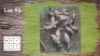 7X BLESBOKKE M:7 (Per Piece to take the lot/Per stuk om lot te neem)