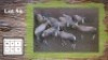 10X BLESBOKKE V/F:10 (Per Piece to take the lot/Per stuk om lot te neem)