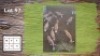 10X BLESBOKKE V/F:10 (Per Piece to take the lot/Per stuk om lot te neem)