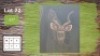 1X 45" KOEDOE M:1